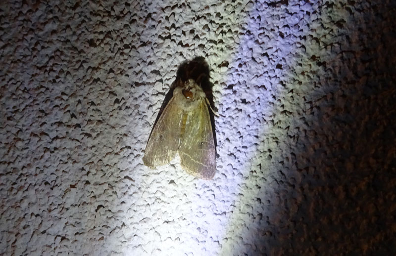 Orthosia cerasi - Noctuidae